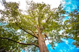 Best Tree Removal Service  in Greenville, VA