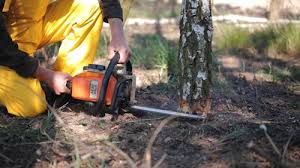 Best Tree Health Inspection  in Greenville, VA