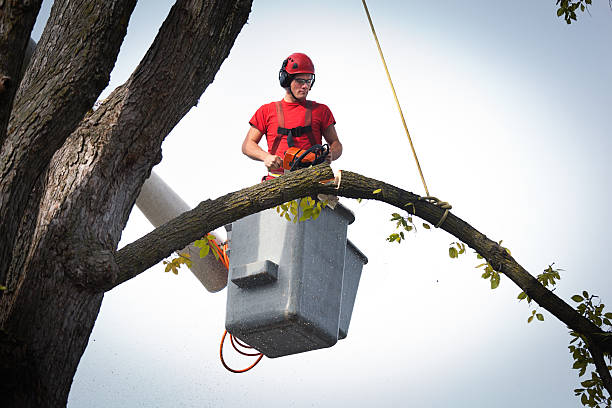 Best Root Management and Removal  in Greenville, VA