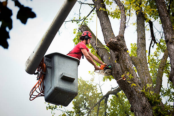 Best Lot and Land Clearing Services  in Greenville, VA