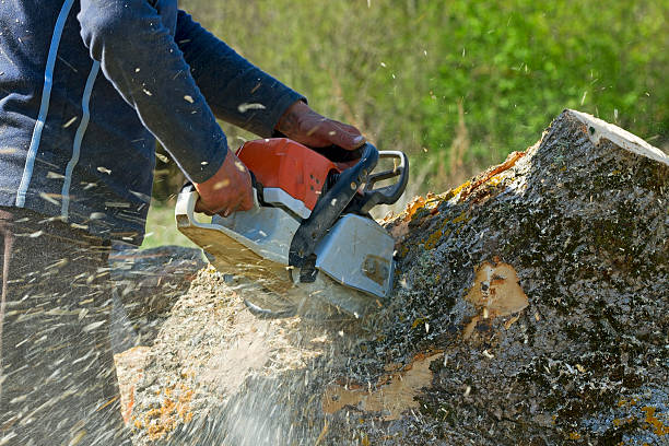 Reliable Greenville, VA  Tree Services Solutions